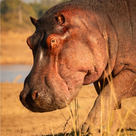 Brown Bacinni sz LG denim jacket snake print - Picture 9 of 9